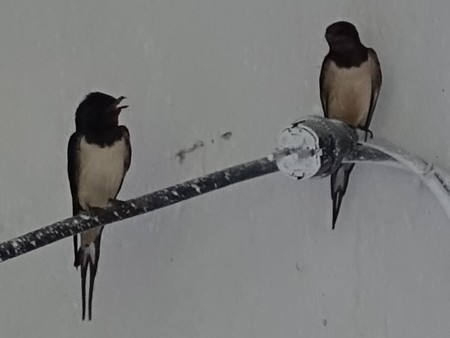 Gesellschaft